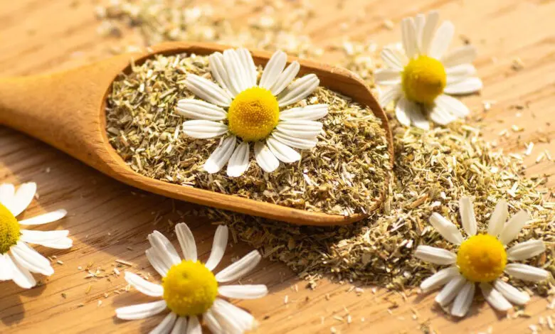 همه چیز درباره خواص بابونه برای پوست، مو و آرامش بدن